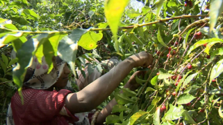 زراعة القهوة والكاكاو بأفريقيا.. هل هو خطأ إستراتيجي؟