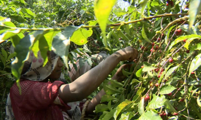 زراعة القهوة والكاكاو بأفريقيا.. هل هو خطأ إستراتيجي؟