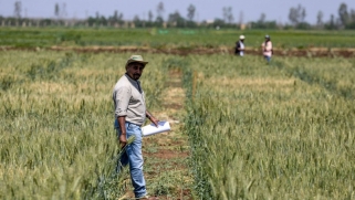 الزراعة في المغرب تواجه سبع سنوات من الجفاف