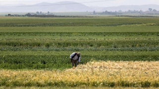 بذور مقاومة للجفاف تبشر بإنعاش زراعة الحبوب في المغرب