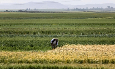 بذور مقاومة للجفاف تبشر بإنعاش زراعة الحبوب في المغرب