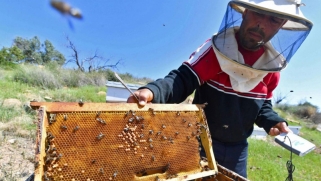 الاحتباس الحراري ينهك منتجي العسل في تونس