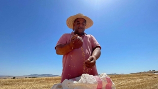 الزراعة التونسية تكافح للتأقلم مع الإجهاد المائي