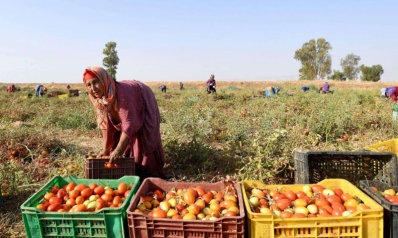 الطماطم فاكهة مغمسة بعرق المزارعات في تونس